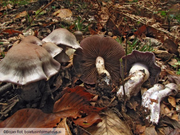 Cortinarius anomalus