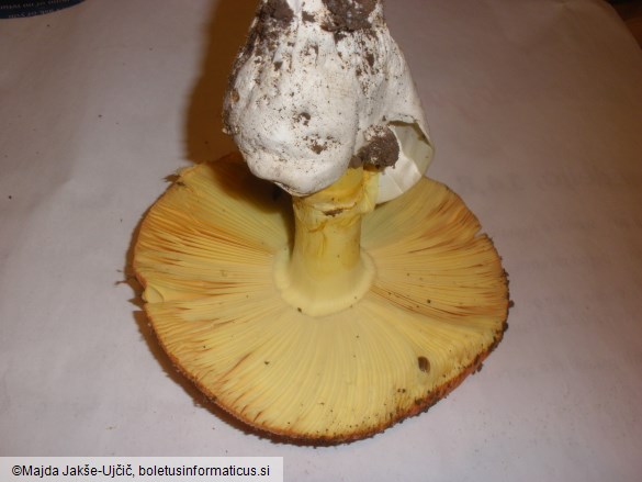 Amanita caesarea