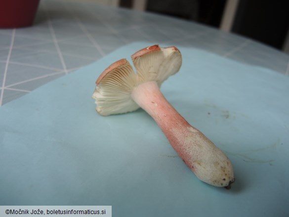 Russula gracillima