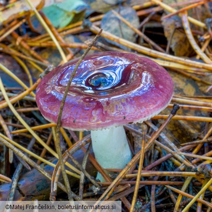 Russula caerulea