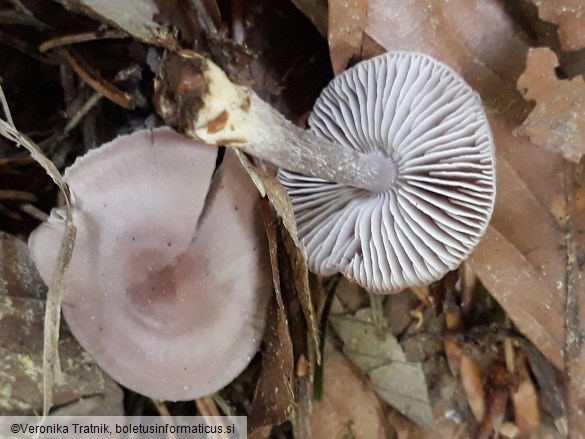 Mycena pura