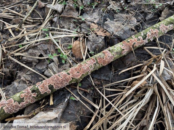 Heteroradulum kmetii