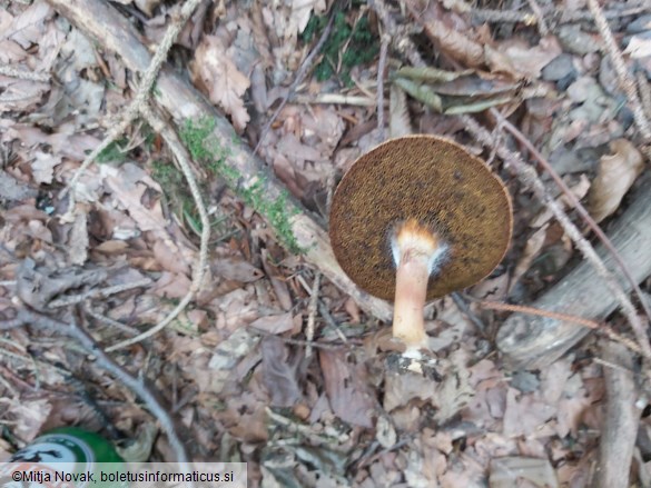 Rheubarbariboletus armeniacus