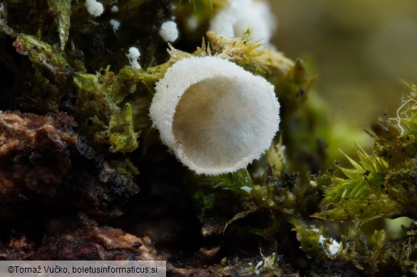 Chromocyphella muscicola