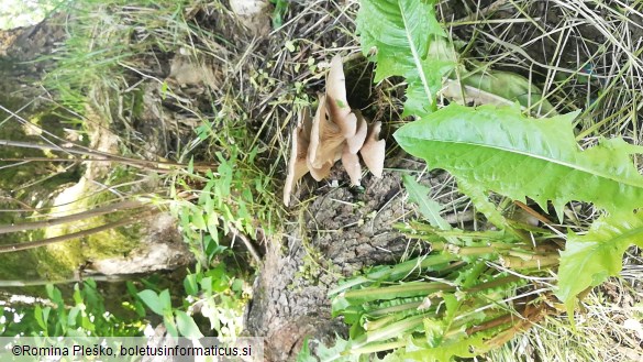 Pleurotus ostreatus