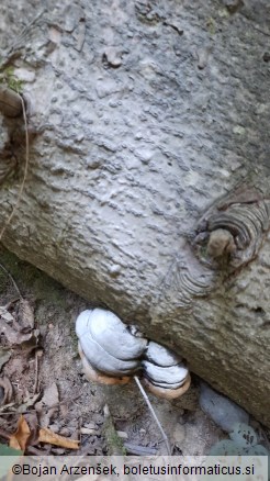 Phellinus hartigii