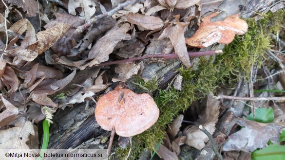 Pycnoporus cinnabarinus