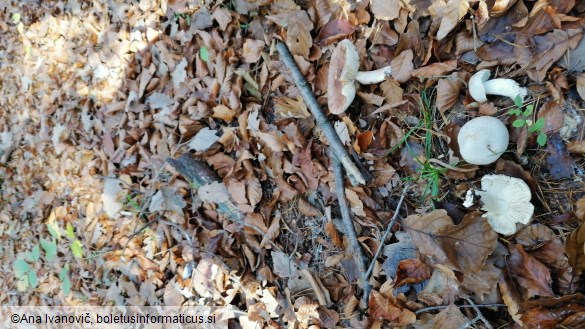 Tricholoma terreum