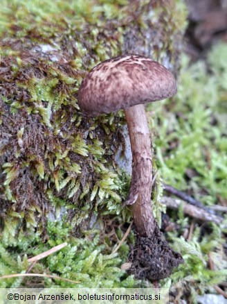 Lepiota fuscovinacea