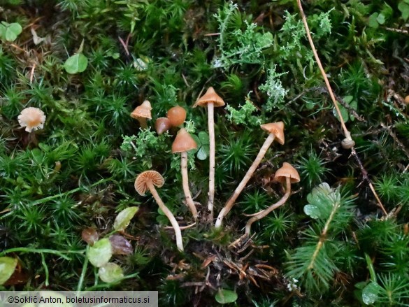 Cortinarius acutus