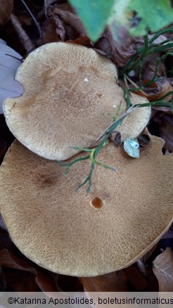 Suillus variegatus