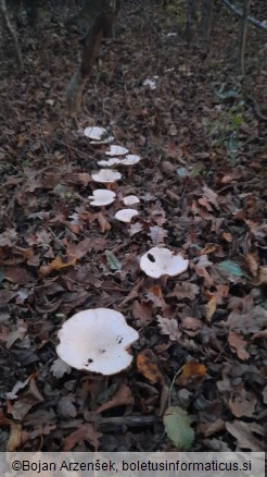 Clitocybe geotropa