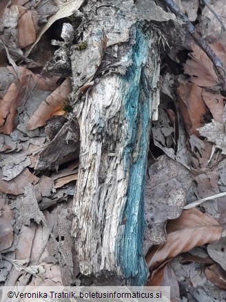 Chlorociboria aeruginascens