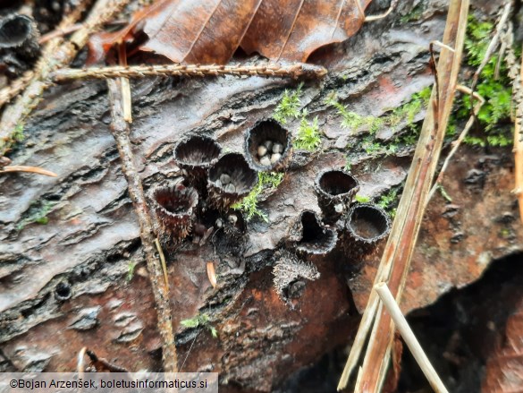 Cyathus striatus