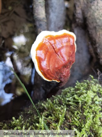 Ganoderma lucidum