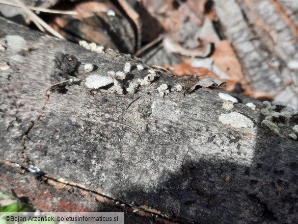 Schizophyllum commune