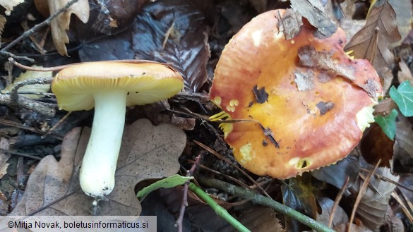 Russula aurea