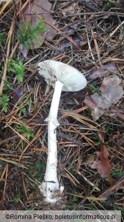 Amanita porphyria