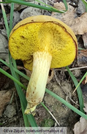 Xerocomus chrysonemus