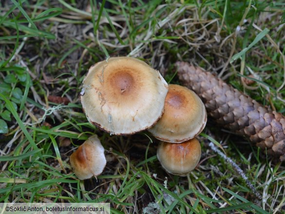 Pholiota mixta