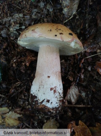 Boletus edulis