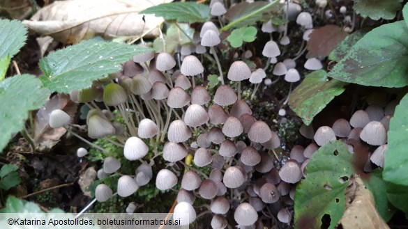 Coprinellus disseminatus