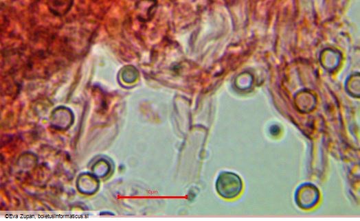 Byssocorticium efibulatum