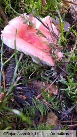 Russula emetica