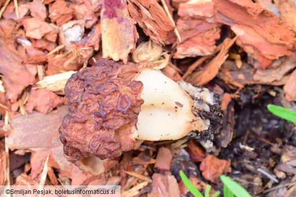 Gyromitra esculenta