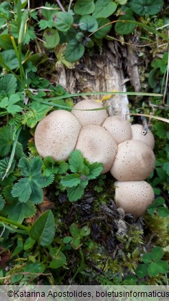 Lycoperdon pyriforme