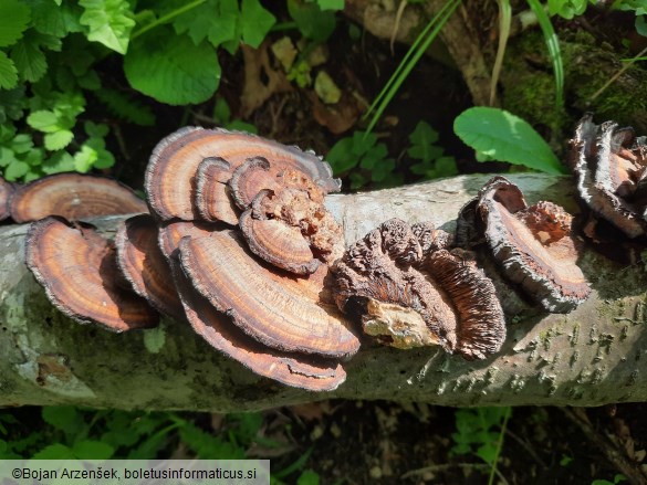 Daedaleopsis tricolor