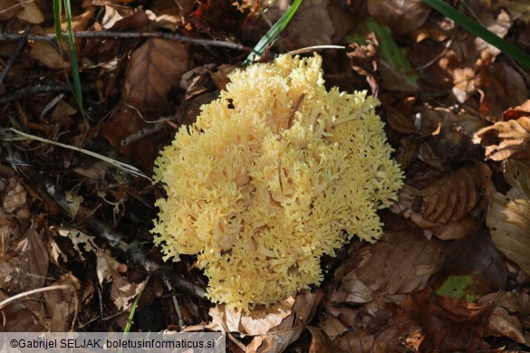 Ramaria lutea