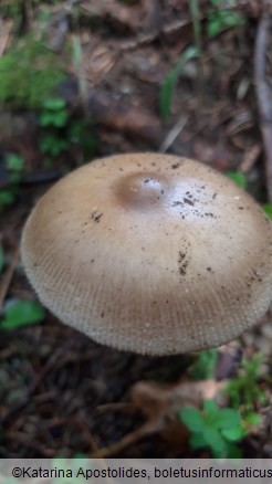 Amanita subalpina