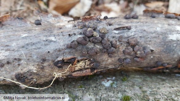 Hypoxylon fragiforme