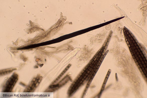 Trichoglossum hirsutum