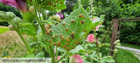 Puccinia modiolae