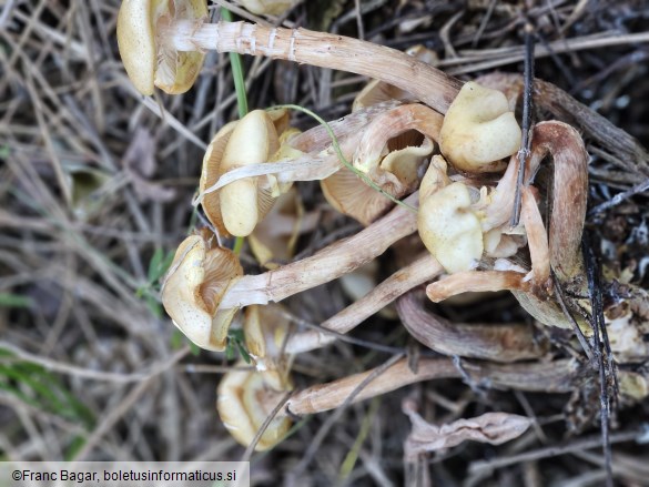 Armillaria mellea
