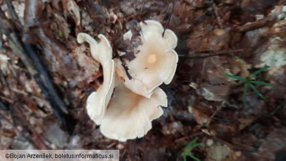 Infundibulicybe gibba