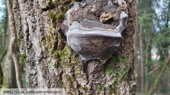 Phellinus tremulae