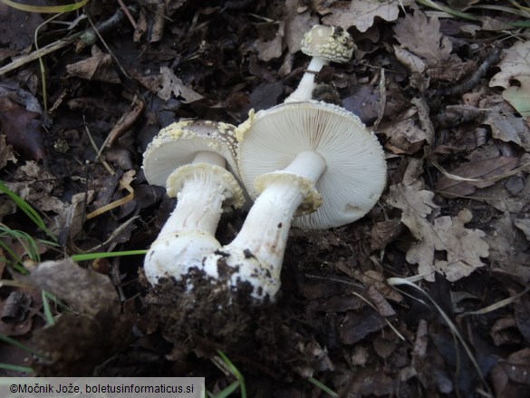 Amanita franchetii