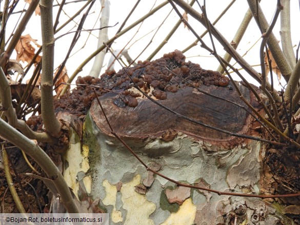 Auricularia mesenterica