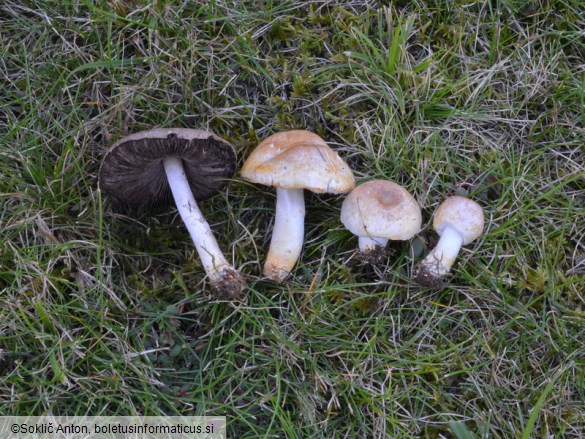 Agaricus comtulus