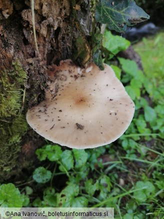 Pluteus cervinus