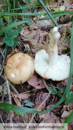 Russula grata