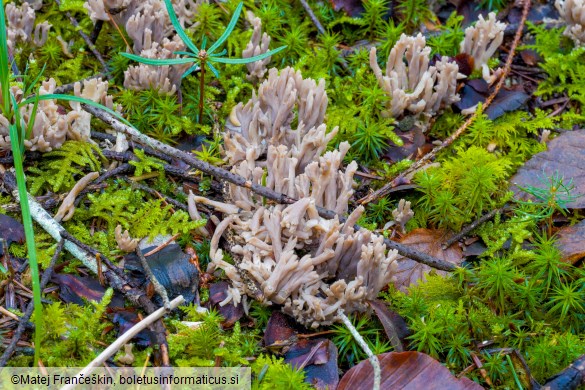 Clavulina cinerea