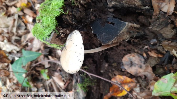 Hymenopellis radicata