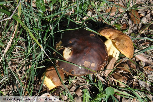 Leccinum lepidum