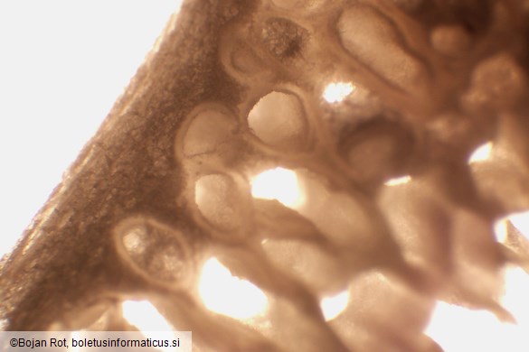 Skeletocutis albocremea