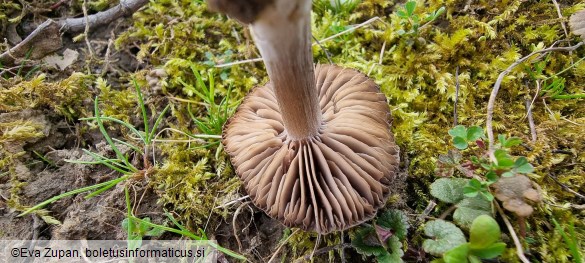 Entoloma opacum