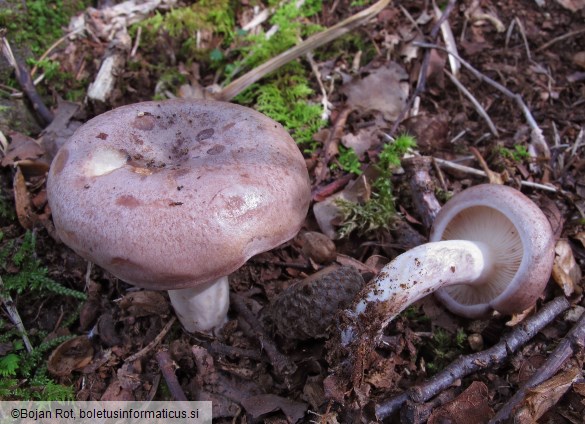 Lactarius uvidus